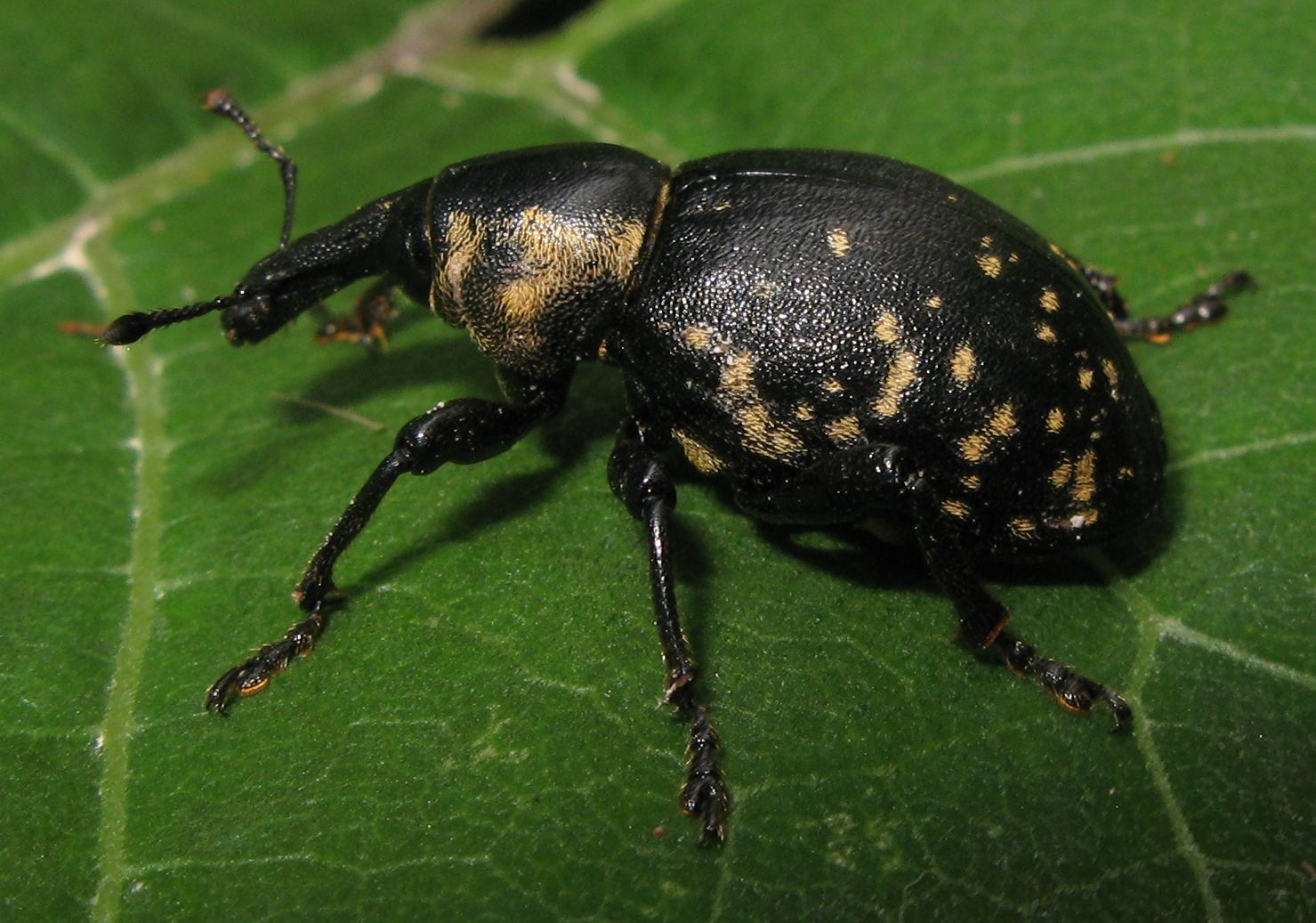 Liparus glabirostris ?