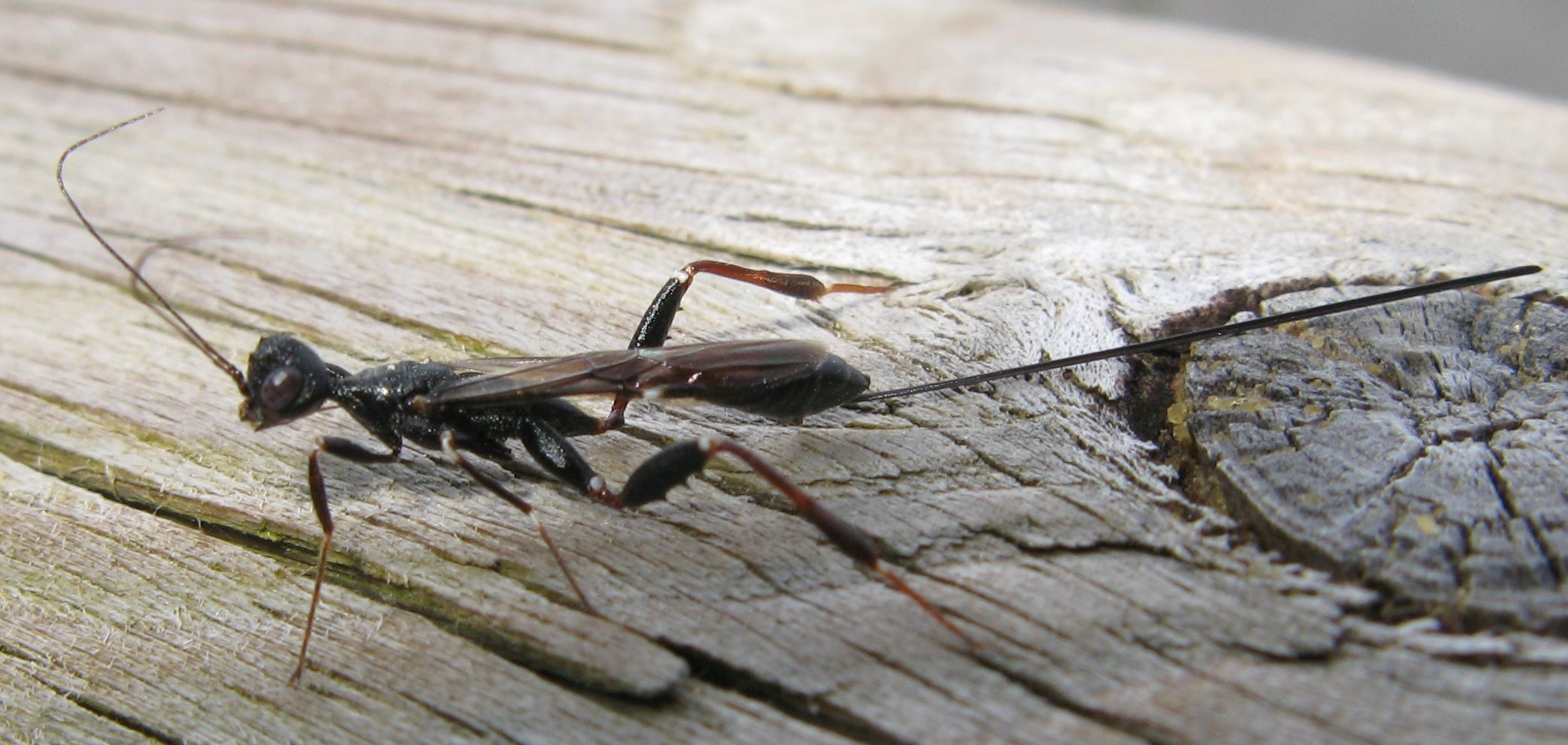Ichneumonidae? No. Stephanidae