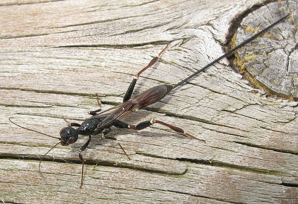 Ichneumonidae? No. Stephanidae