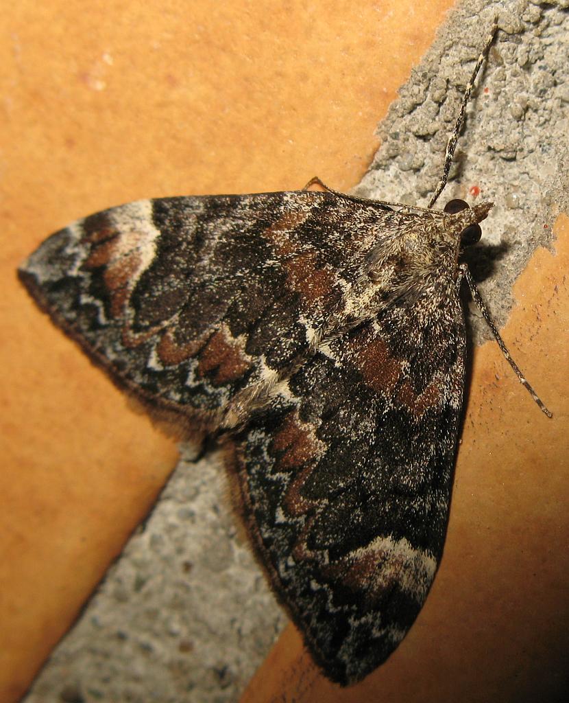 Geometridae?