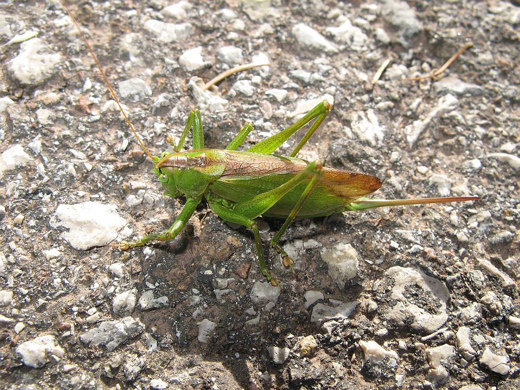 Tettigonia dal Trentino
