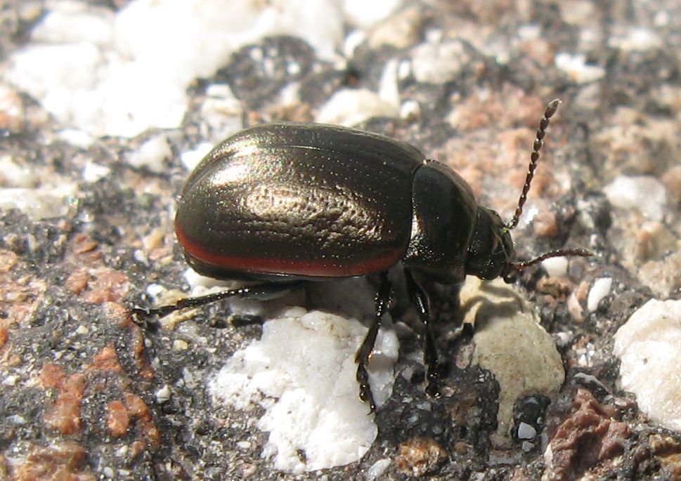 Chrysolina dal Trentino (2)