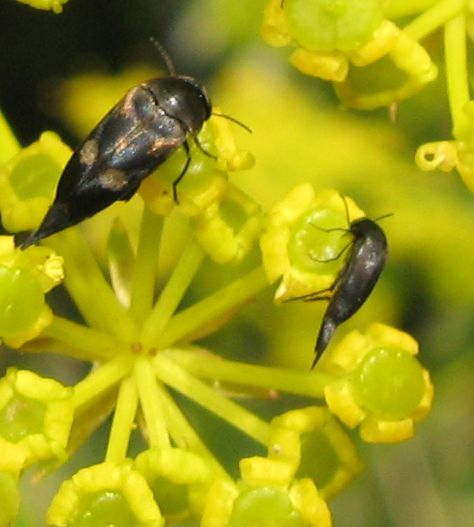 Il giallo piace!