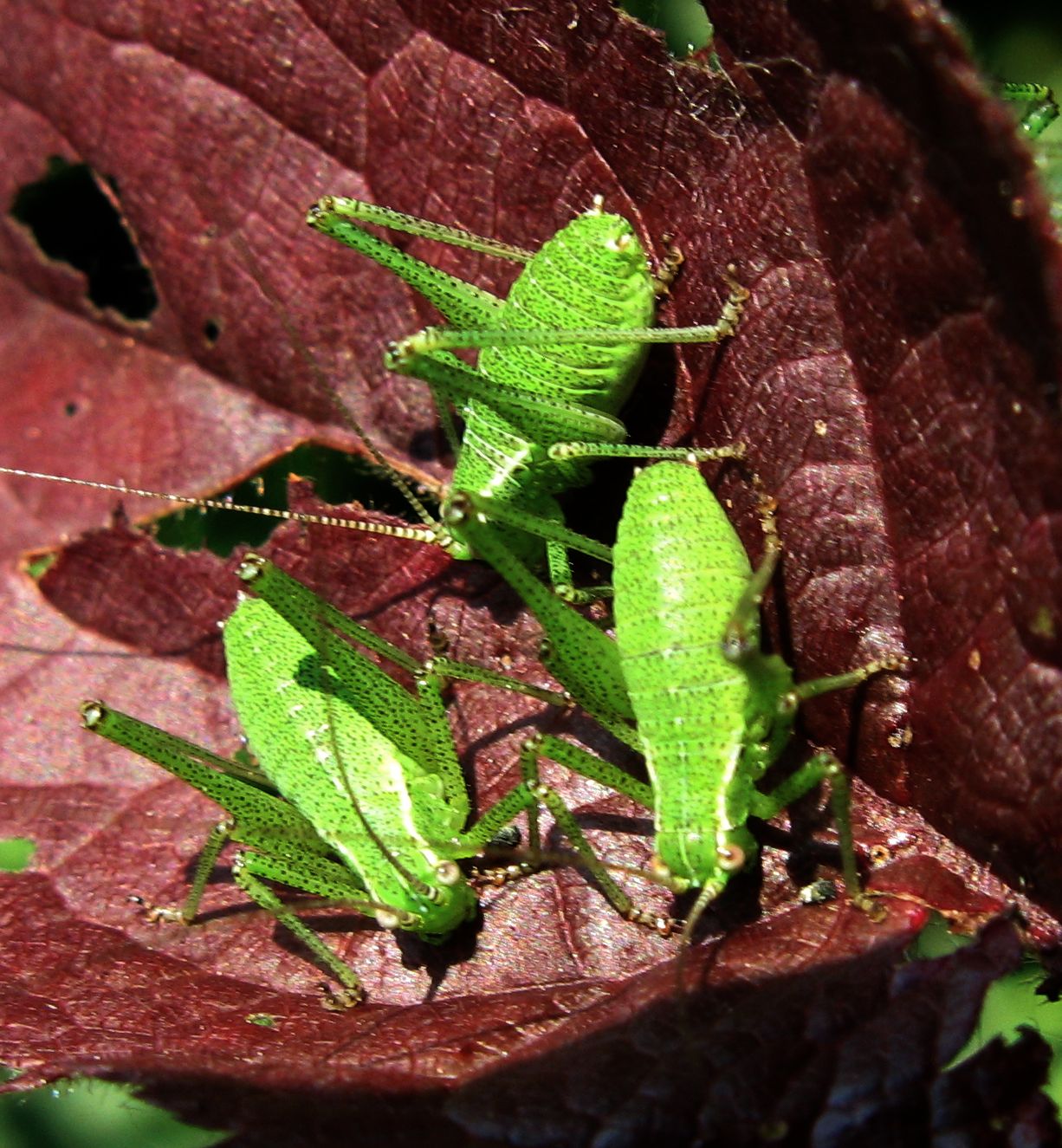 ninfe di Barbitistes serricauda (Phaneropteridae)