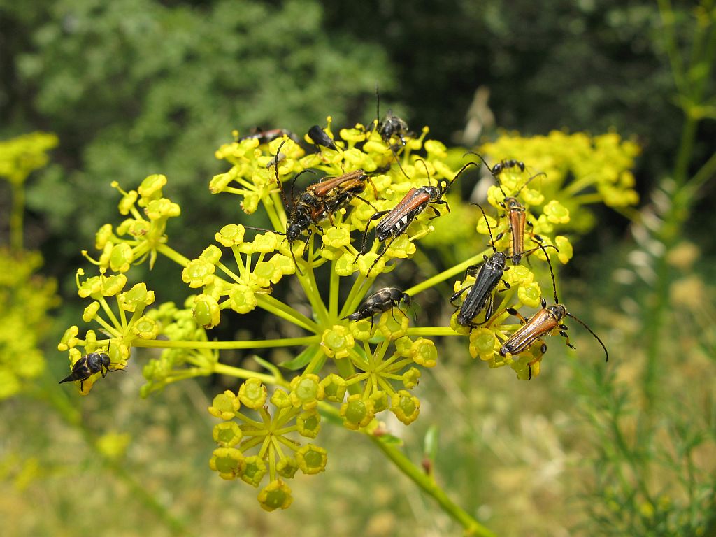 Il giallo piace!