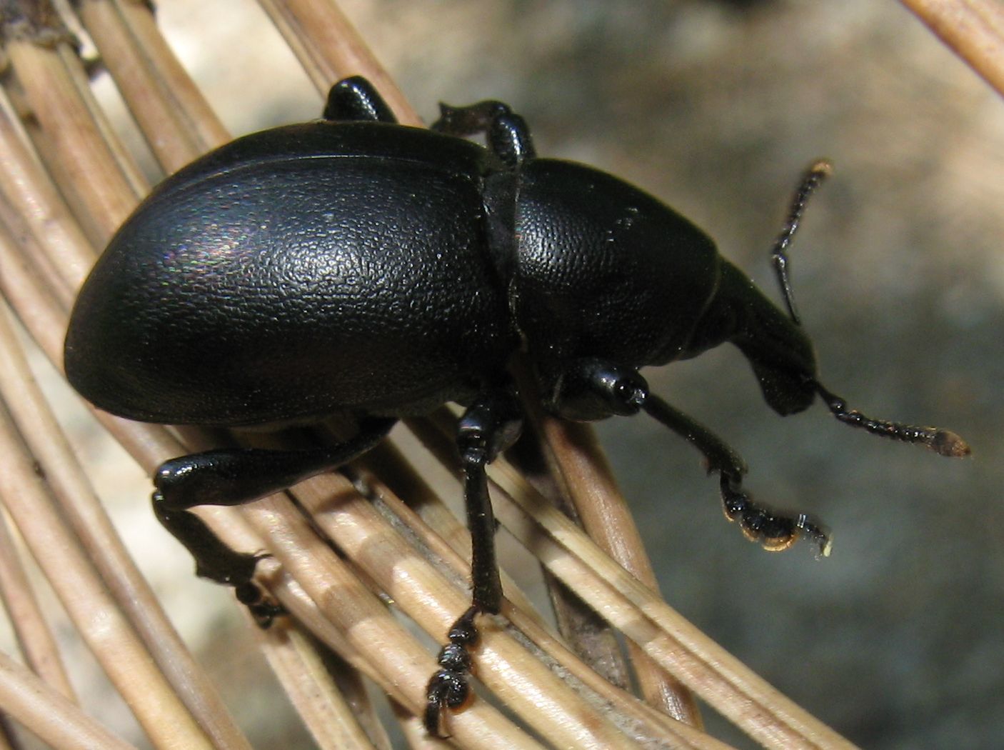 Curculionidae:  Liparus coronatus e L. dirus a confronto