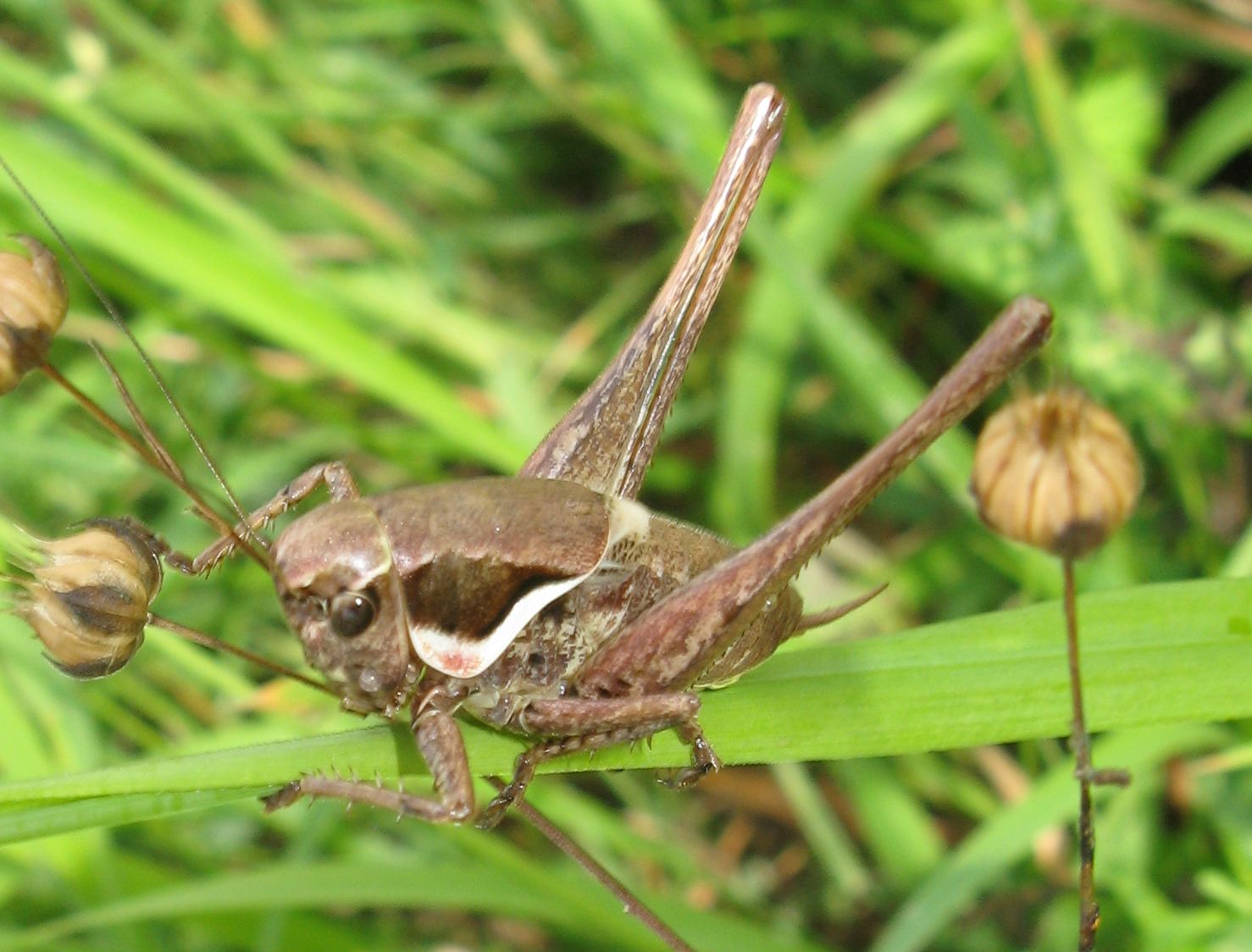 Femmina di Pholidoptera femorata (Tettigoniidae) ?  S !