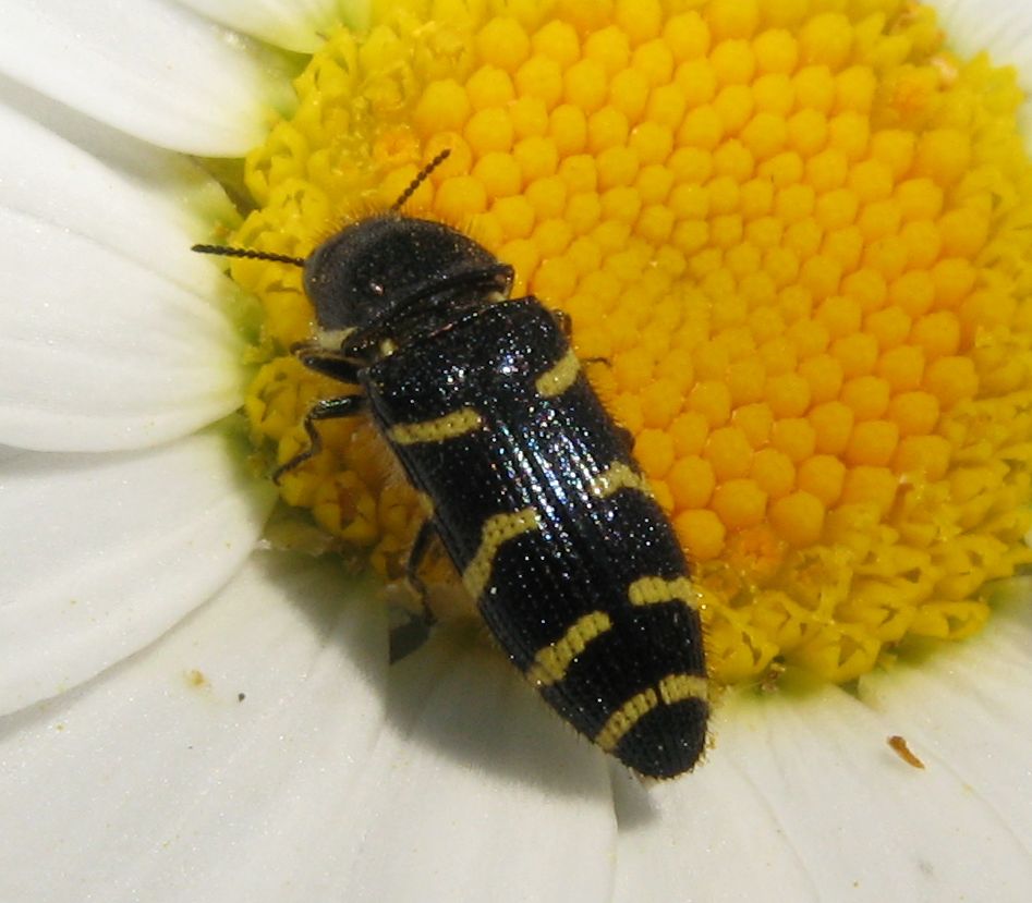 Acmaeodera quadrifasciata quadrifasciata (Buprestidae)