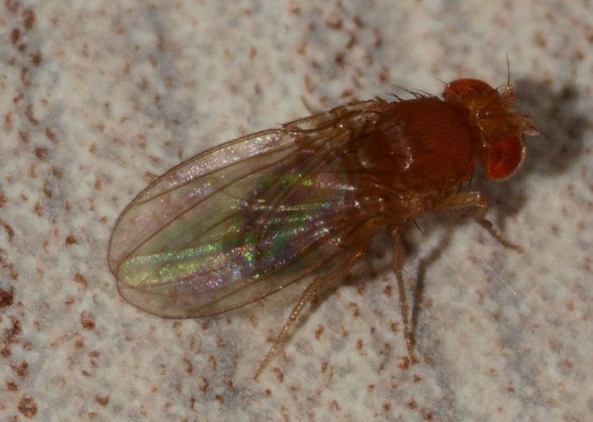 Piccola mosca casalinga: Drosophila sp. (Drosophilidae)