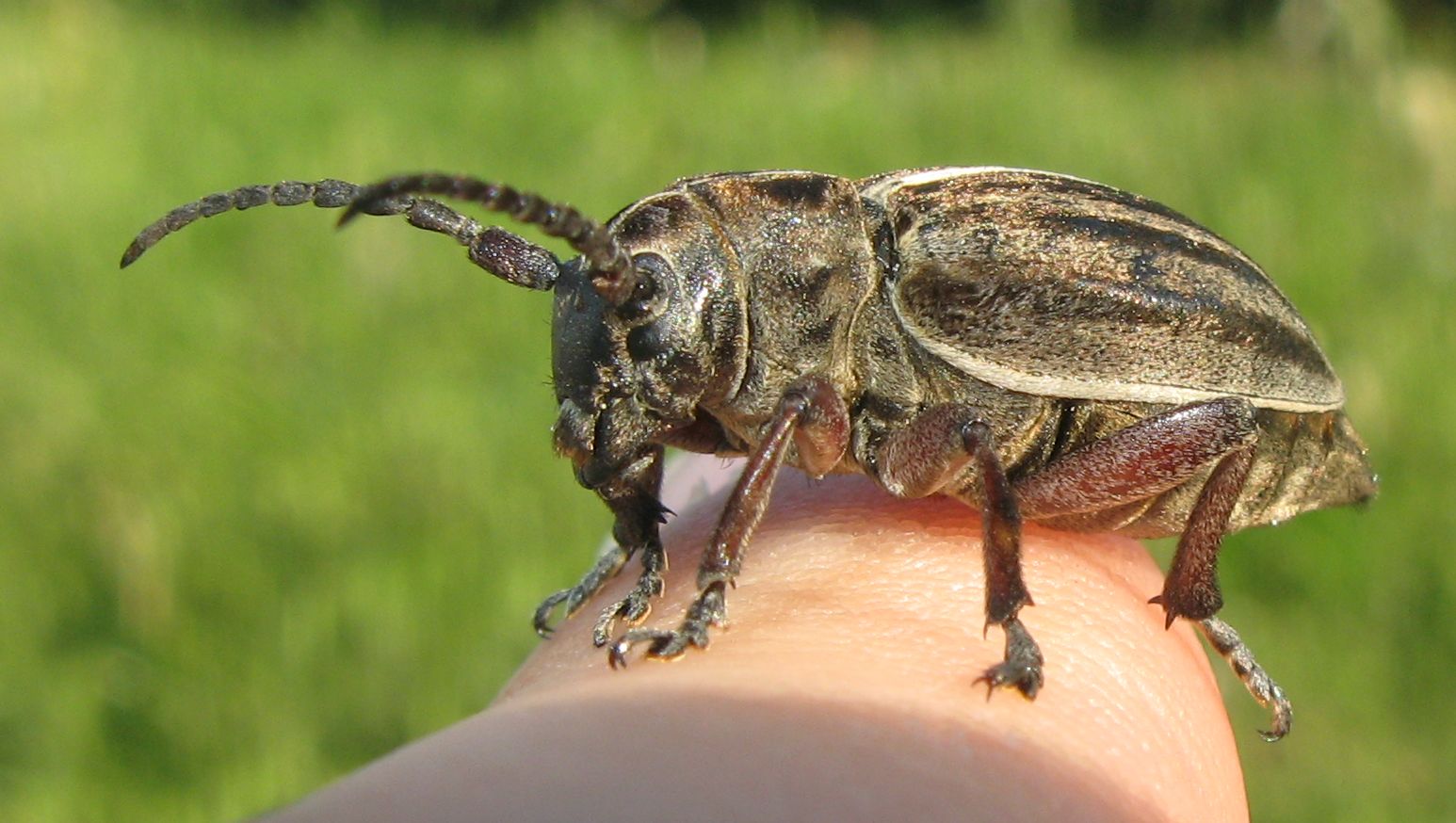 Cerambycidae: Dorcadion etruscum, femmina