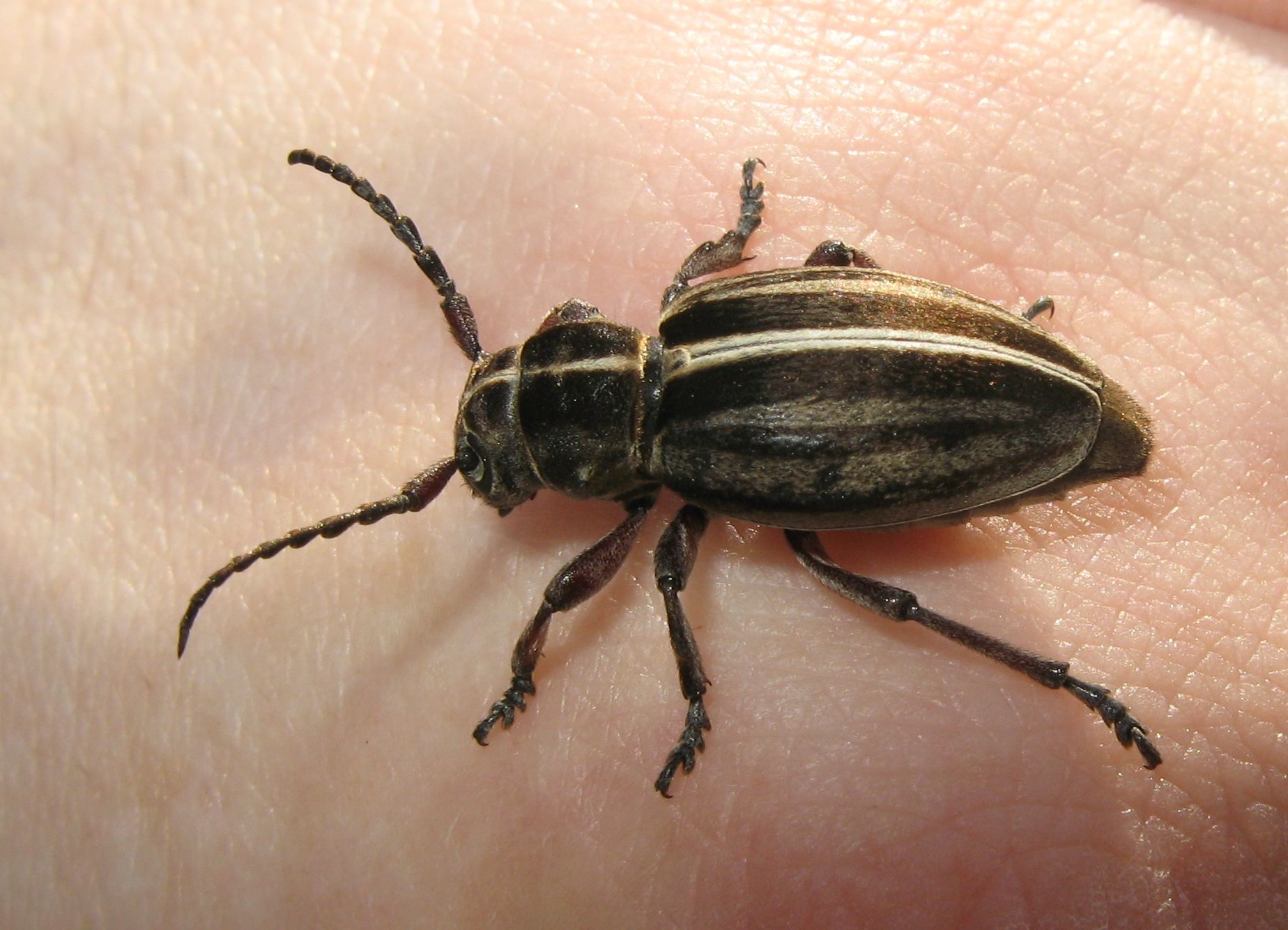 Cerambycidae: Dorcadion etruscum, femmina