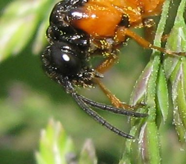 Athalia bicolor, Tenthredinidae