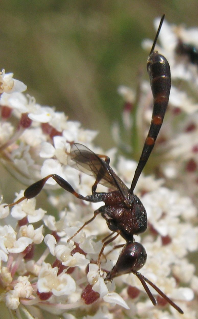 Gasteruption hastator (Gasteruptiidae)