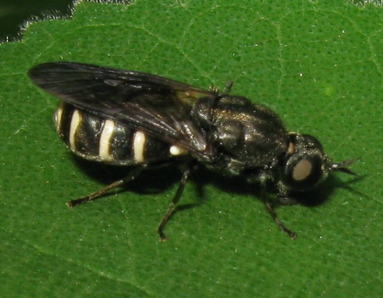 Odontomyia microleon femmina (Stratiomyiidae)