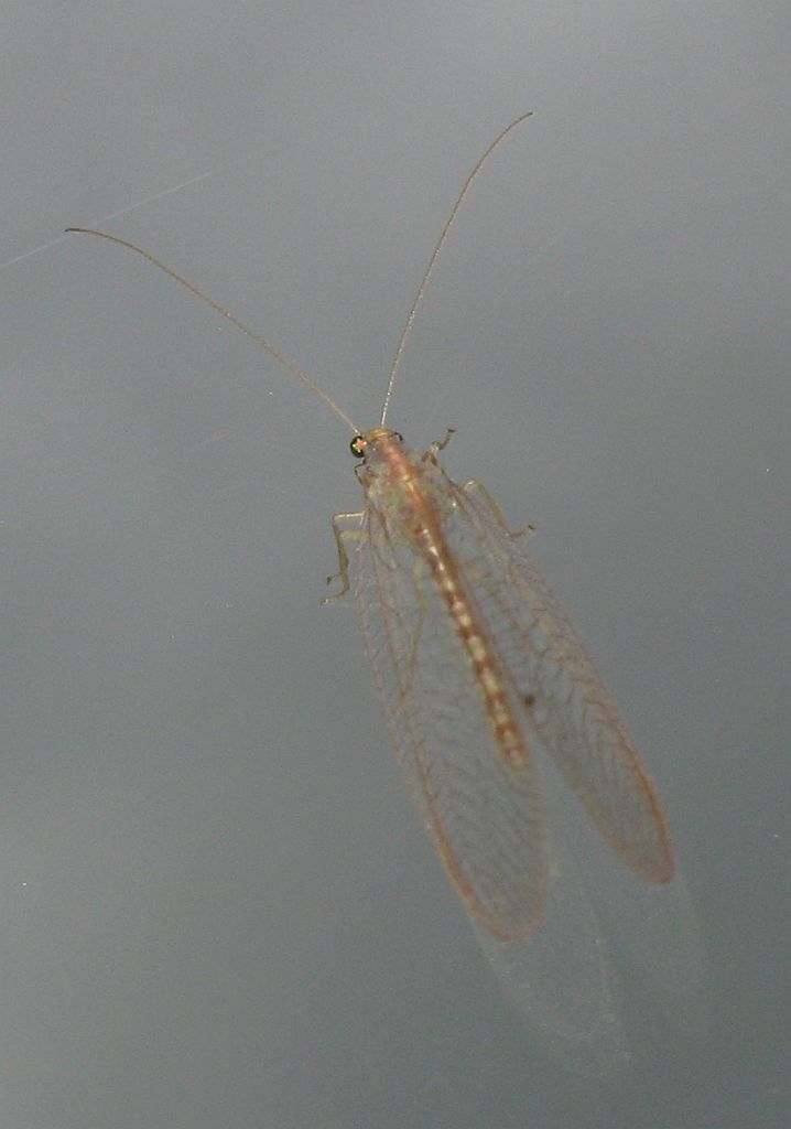 Chrysoperla cfr.pallida  (Chrysopidae)