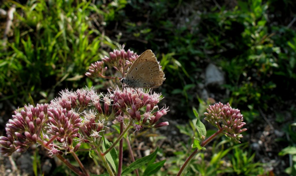Lycaenidae da identificare