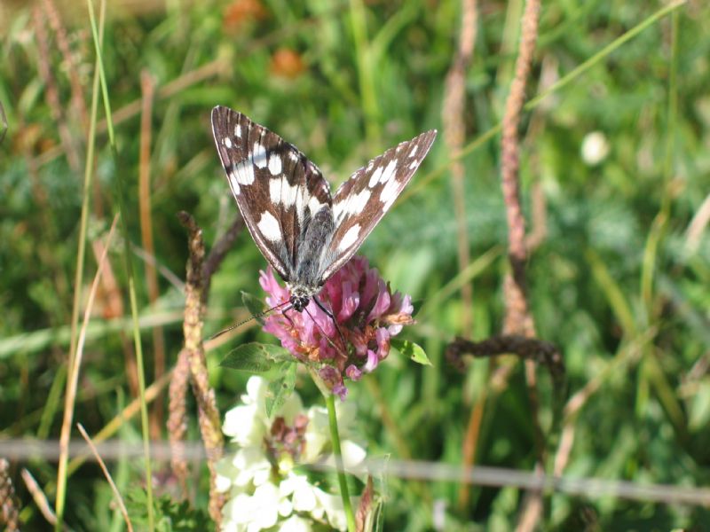 Melanargia arge e galathea