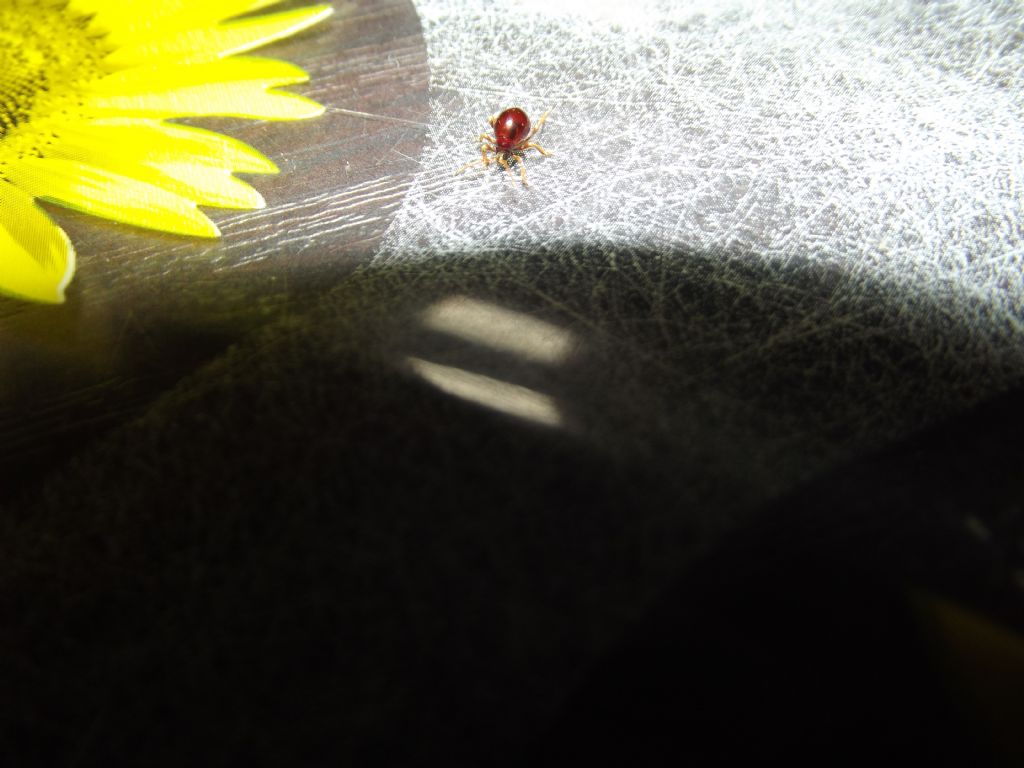 strani insetti in casa: Gibbium psylliodes e Niptus hololeucus (Anobiidae Ptininae)