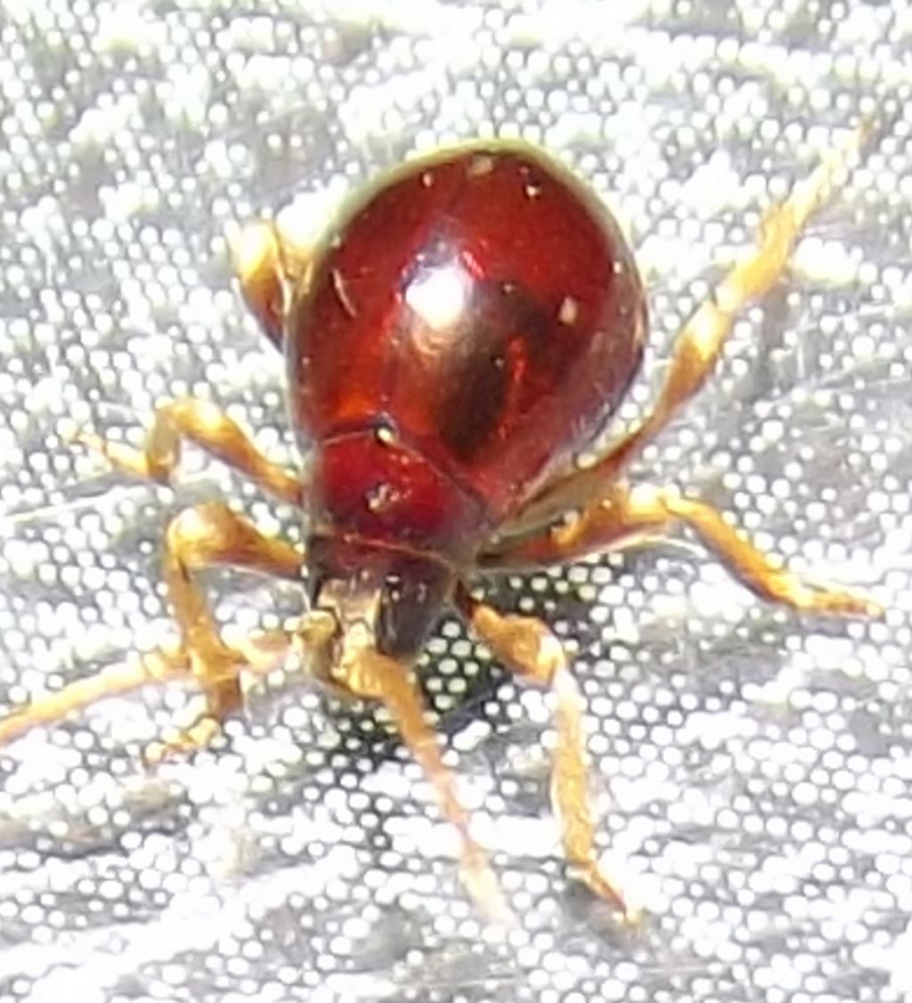 strani insetti in casa: Gibbium psylliodes e Niptus hololeucus (Anobiidae Ptininae)