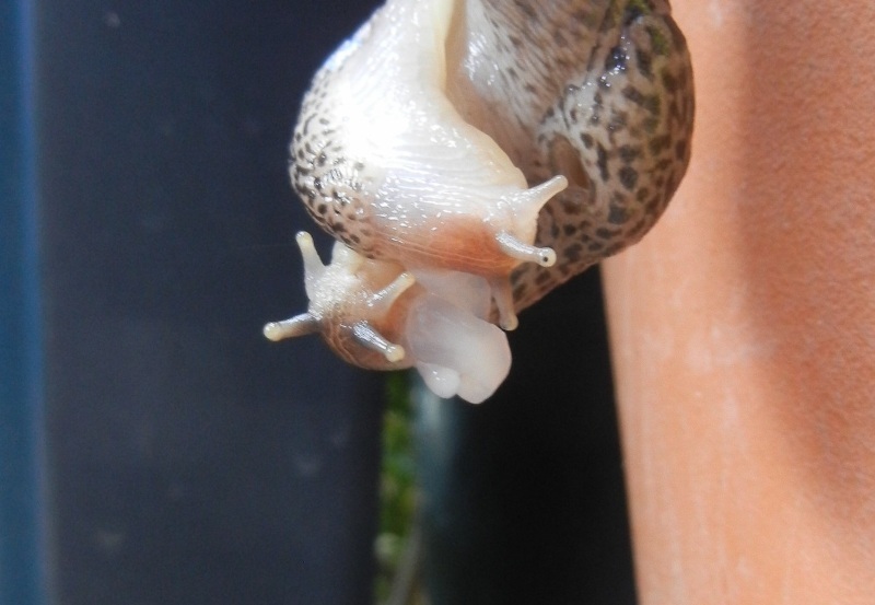 Limax del maximus-gruppo in accoppiamento da Cosenza