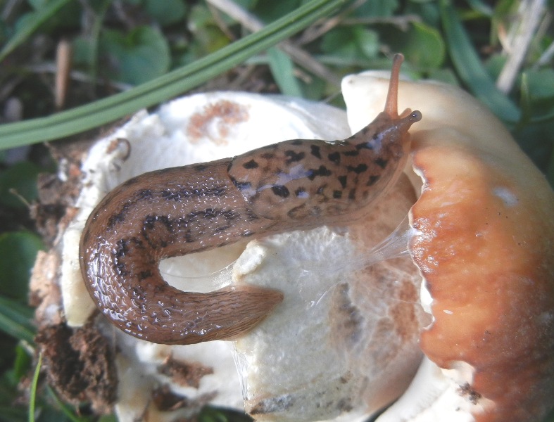 Limax del maximus-gruppo da Serra Delle Vette/Sila (CS)