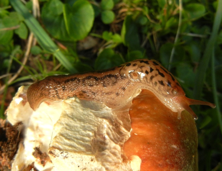 Limax del maximus-gruppo da Serra Delle Vette/Sila (CS)