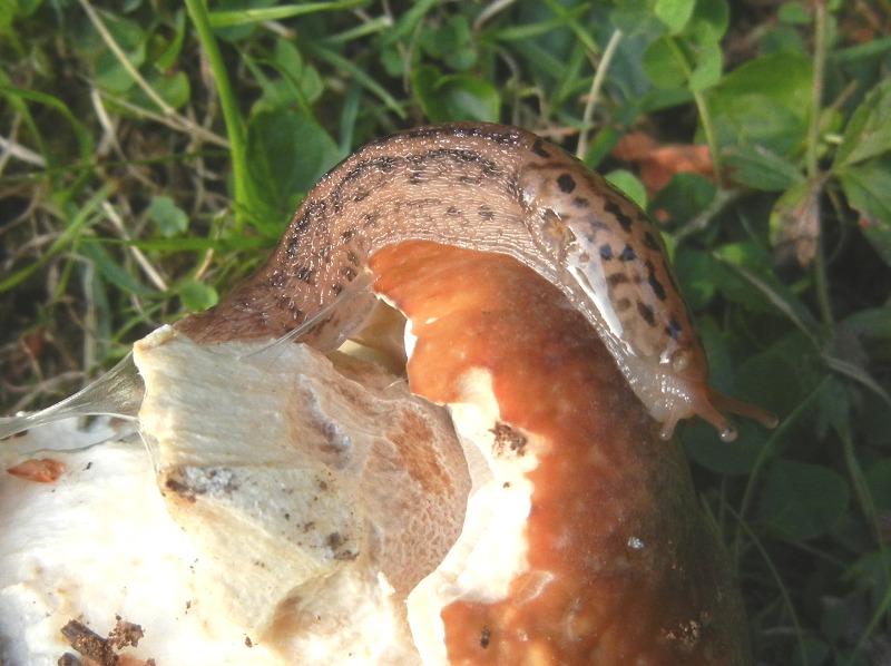 Limax del maximus-gruppo da Serra Delle Vette/Sila (CS)