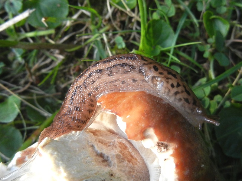 Limax del maximus-gruppo da Serra Delle Vette/Sila (CS)