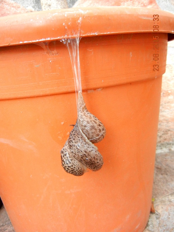 Limax del maximus-gruppo in accoppiamento da Cosenza