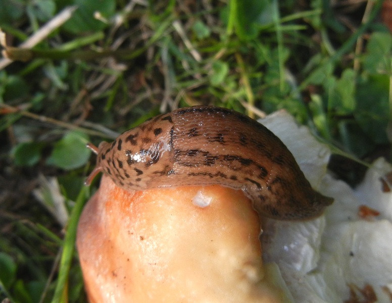 Limax del maximus-gruppo da Serra Delle Vette/Sila (CS)