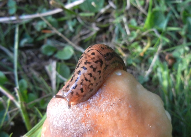 Limax del maximus-gruppo da Serra Delle Vette/Sila (CS)