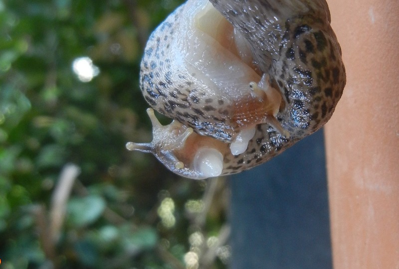 Limax del maximus-gruppo in accoppiamento da Cosenza