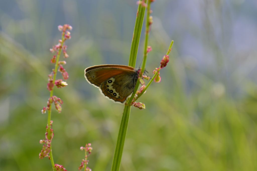 coenonympha
