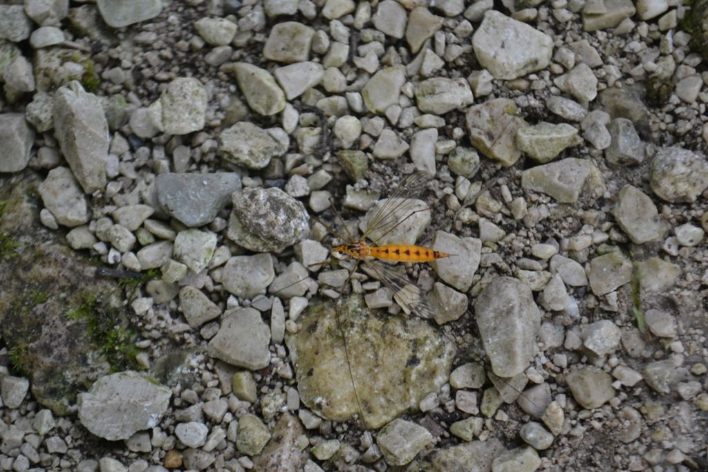 Dittero da identificare