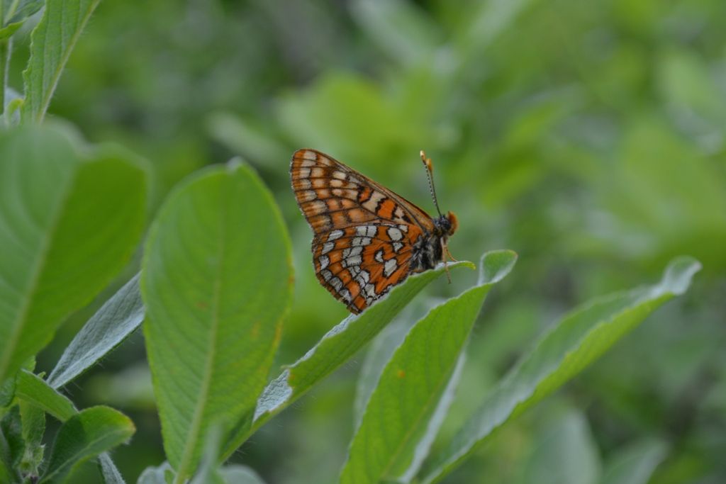 Euphydryas intermedia? - Si