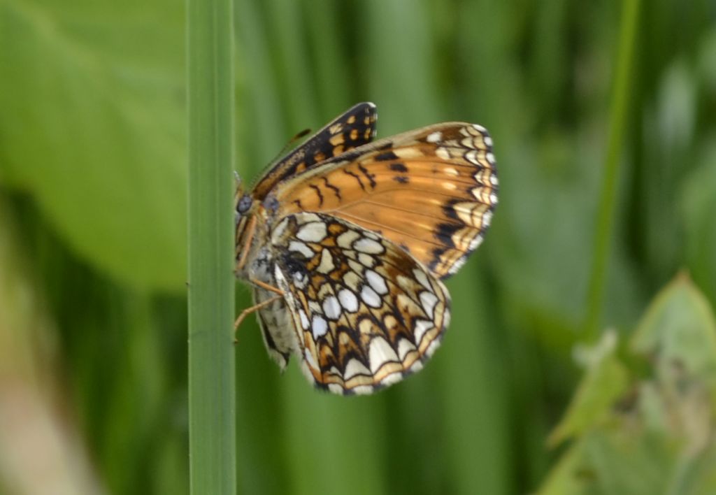 Melitaea da determinare