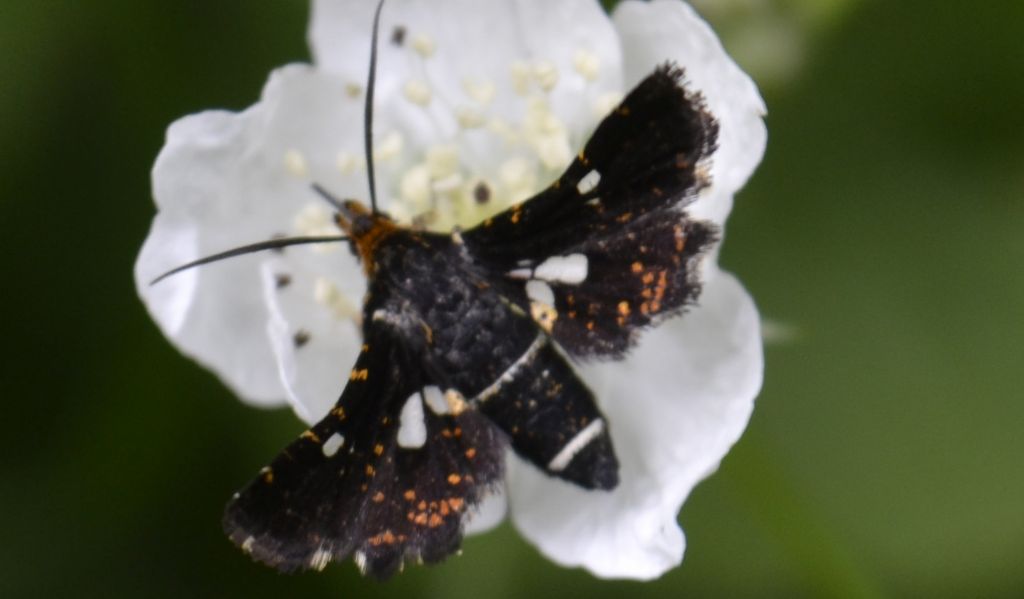 Falena da identificare