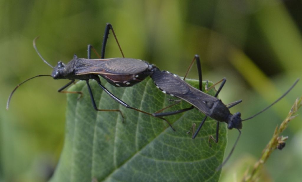 Alydidae:Megalotomus junceus di Sequals (PN)