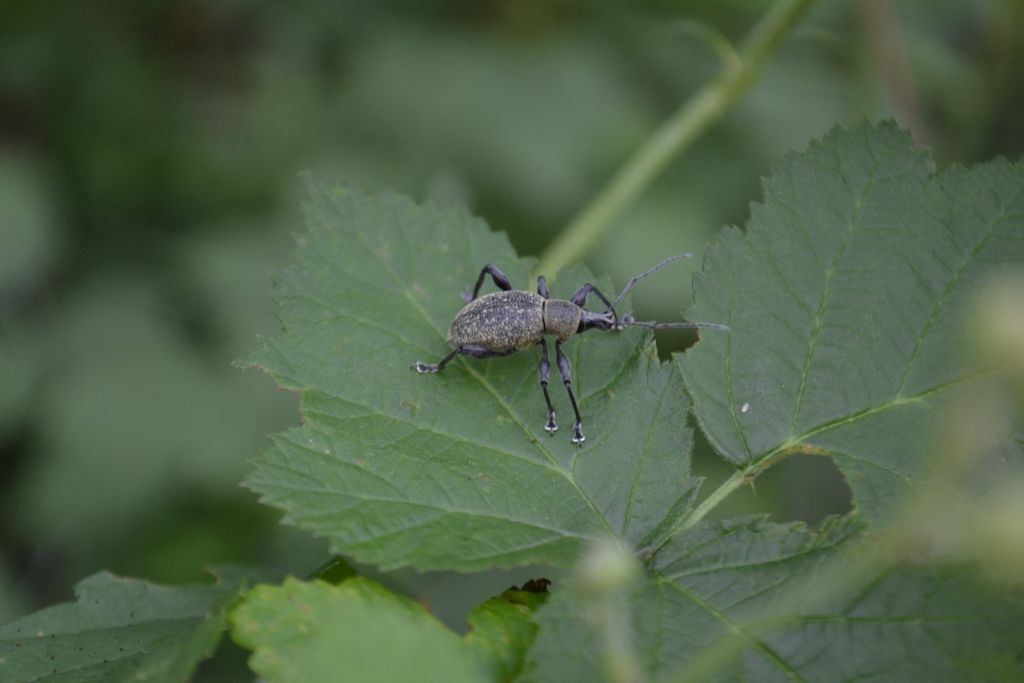 Coleottero da identificare