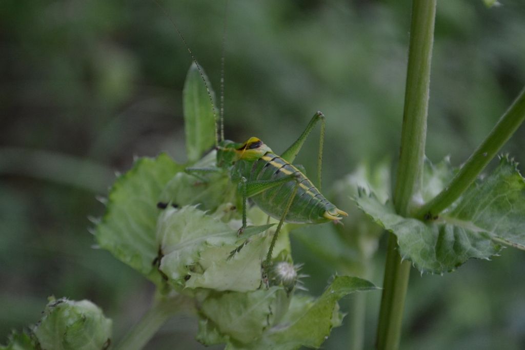 ortotteri da identificare