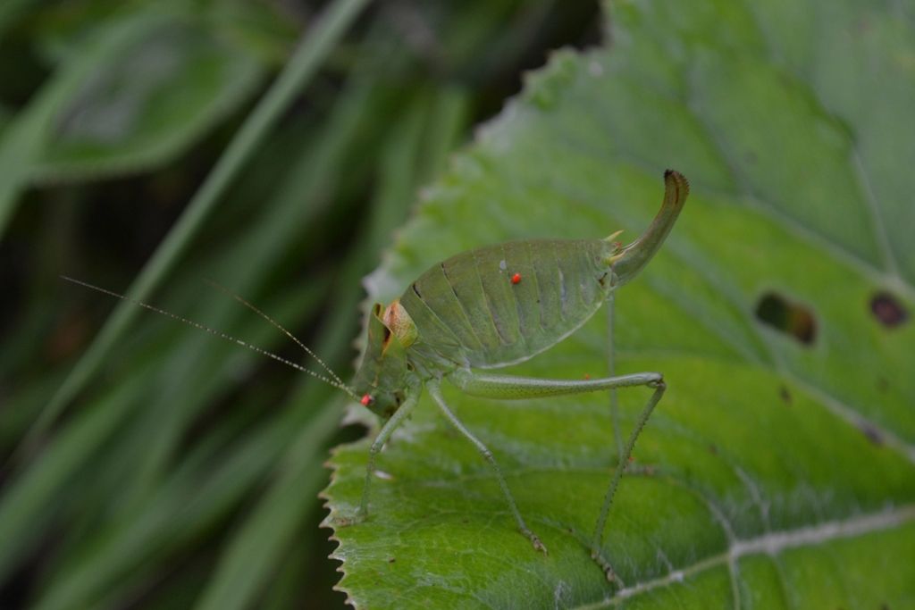 ortotteri da identificare