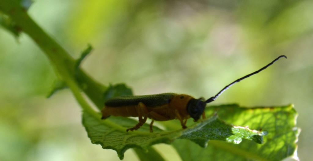 Cerambicide? Si - Oberea oculata