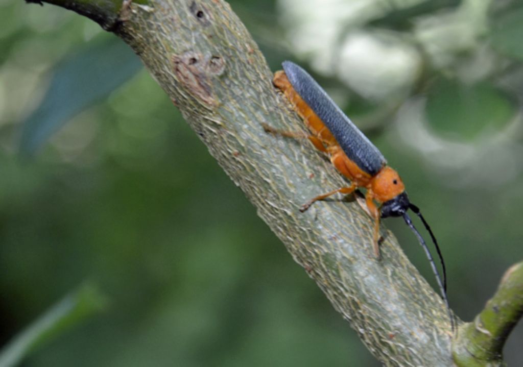 Oberea oculata?
