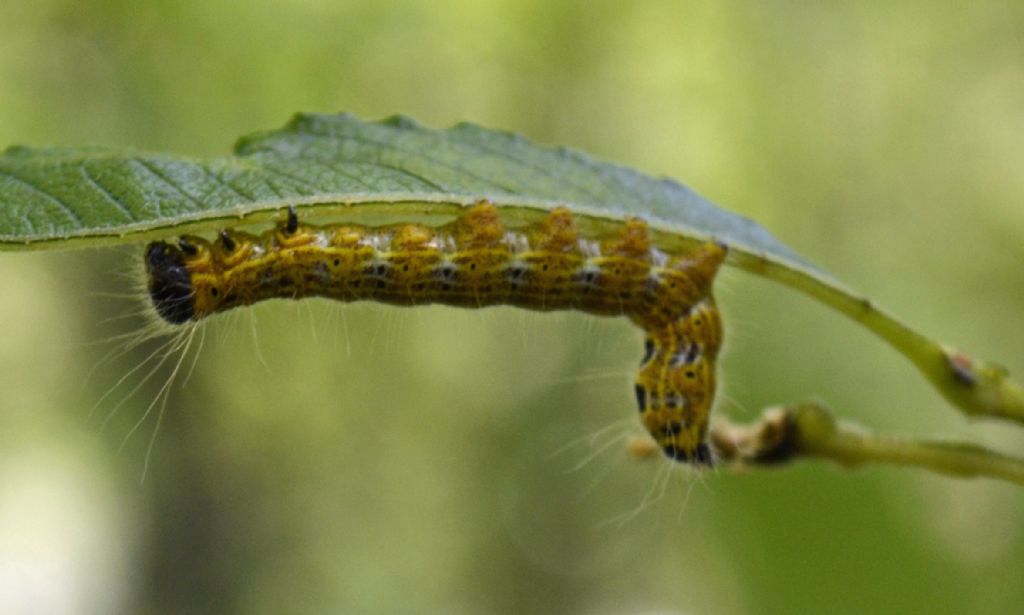 Oberea oculata?