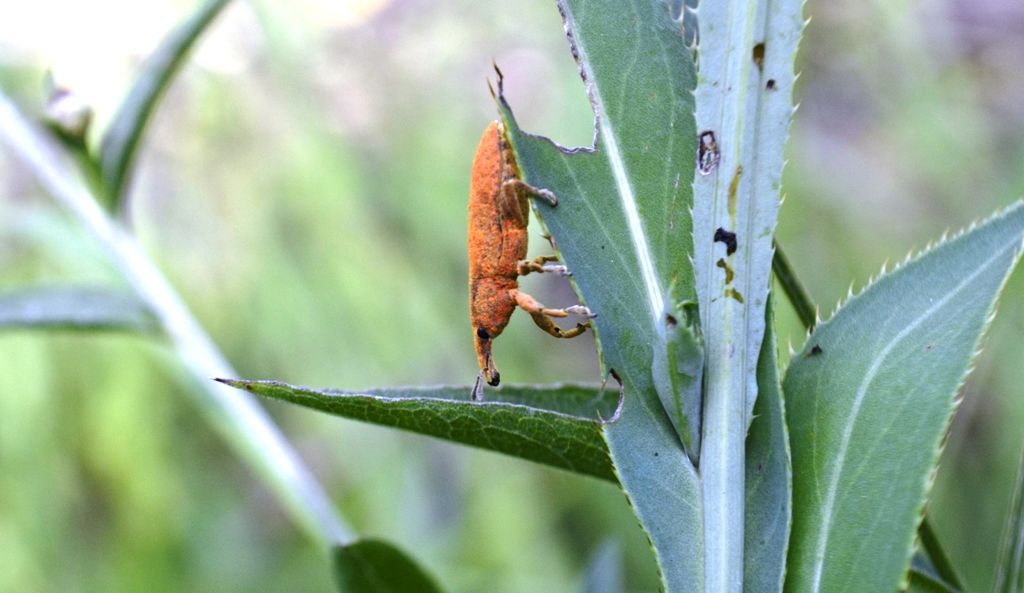 Coleottero da identificare - Lixus sp.