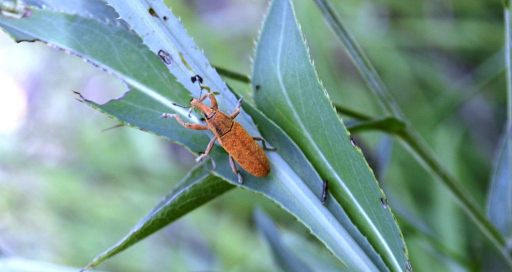 Coleottero da identificare - Lixus sp.