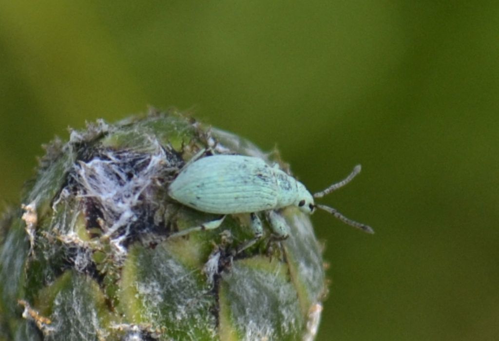 Curculionide: Phyllobius (Subphyllobius) virideaeris virideaeris