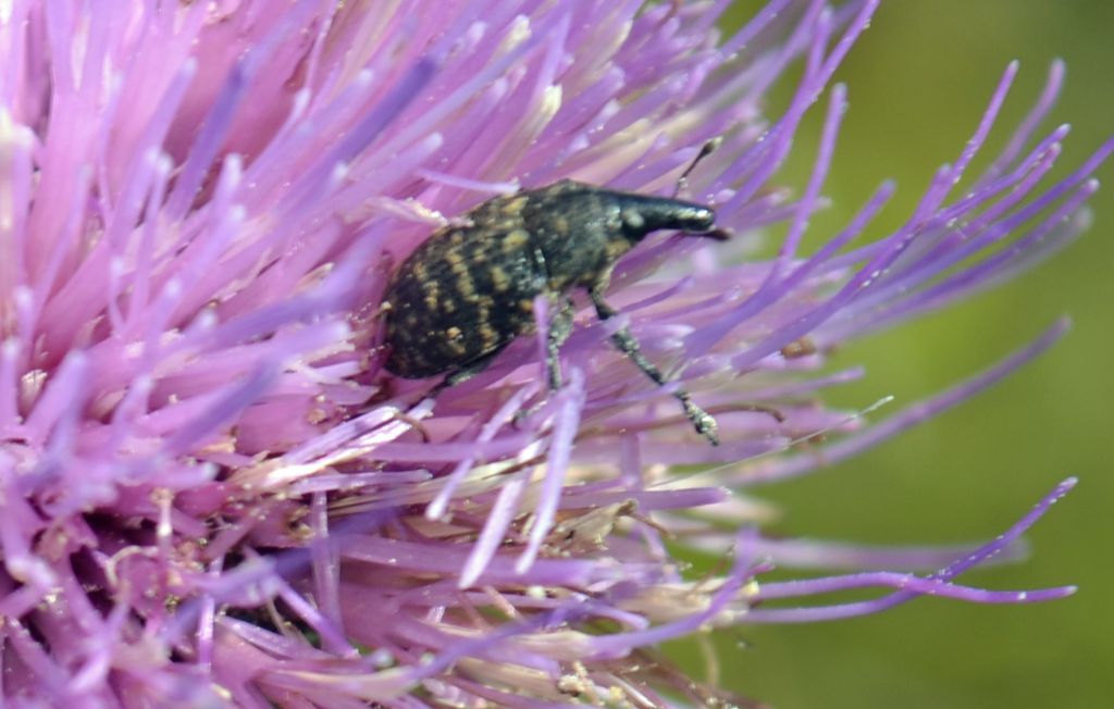 Larinus? - Larinus turbinatus