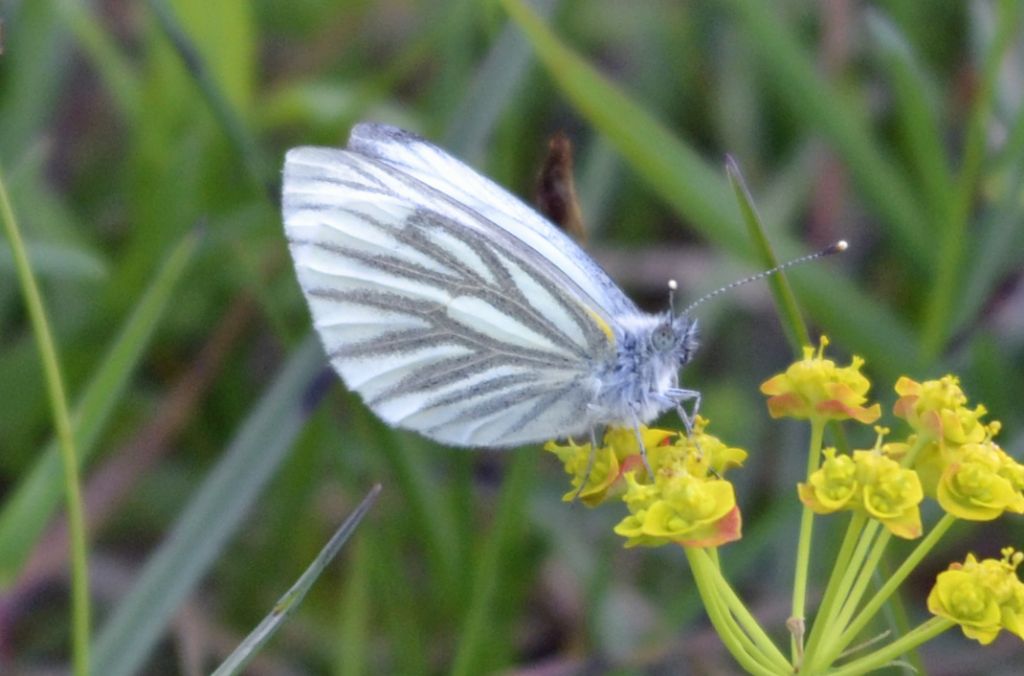 Pieris napi??