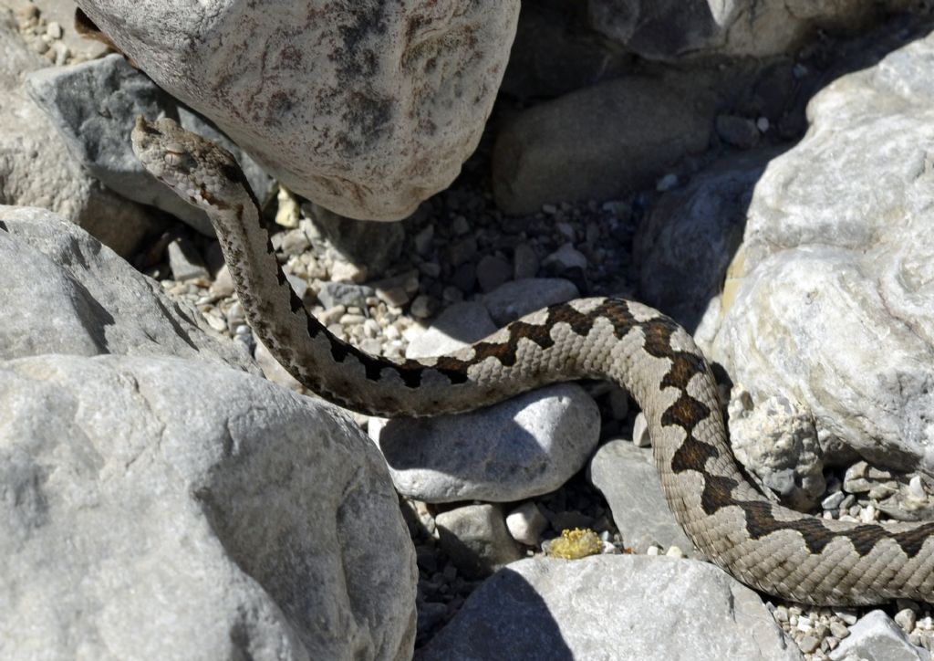 Vipera ammodytes?